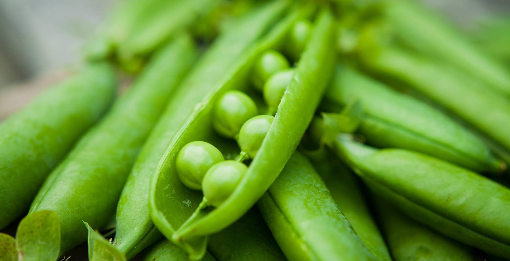 closeup of organic peas from the garden