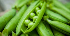 closeup of organic peas from the garden